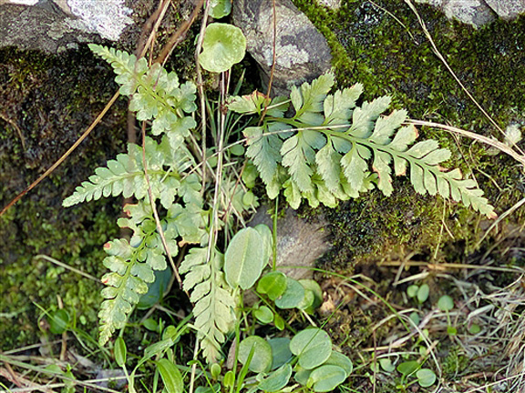 Asplenium adiantumnigrum